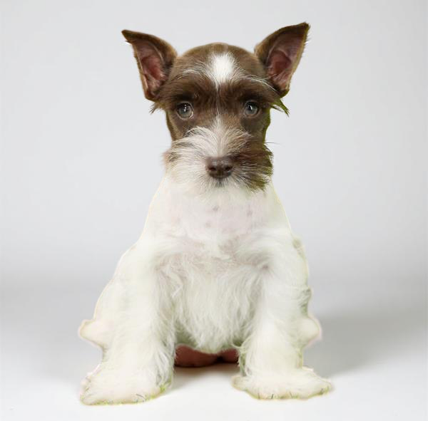 Min Schnauzer 2366 Boy