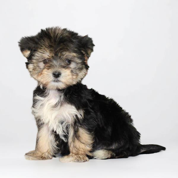 Morkie 2151 Girl