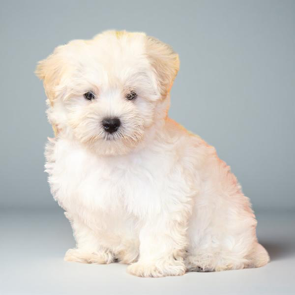 Maltese/Morkie 2943 Boy