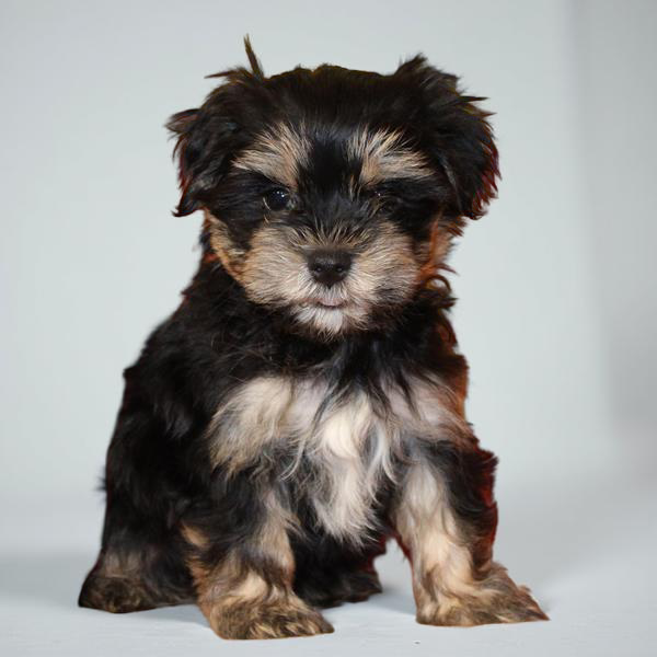 Maltese/Morkie 2995 Boy