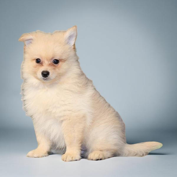 Pomeranian 2343 Boy