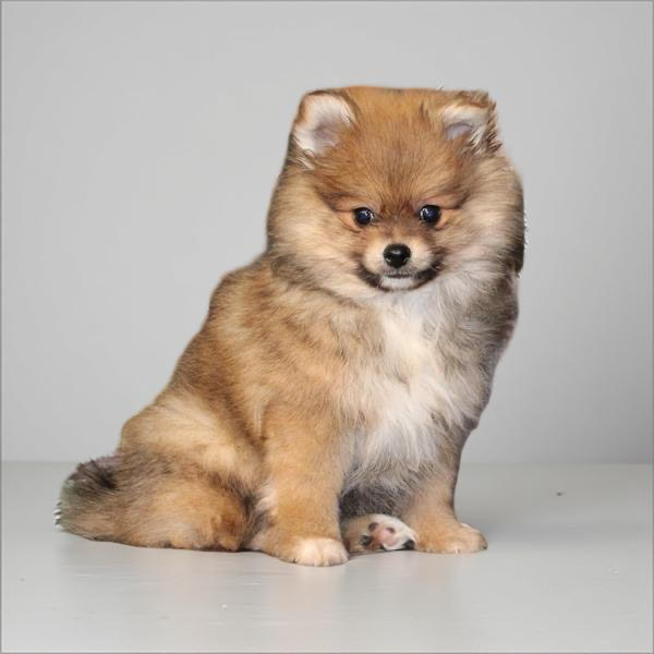Pomeranian 2481 Boy