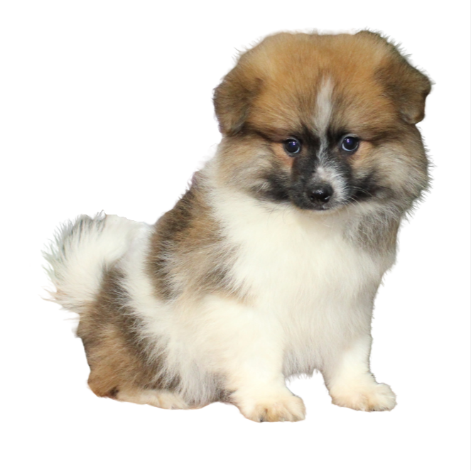 Pomeranian 5149 Boy