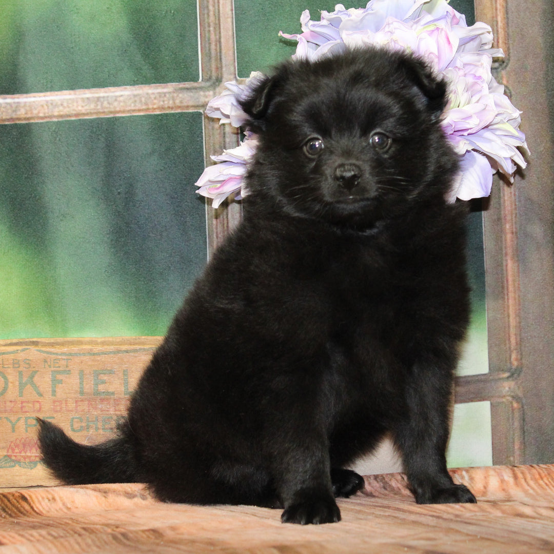 Pomeranian 9248 Girl
