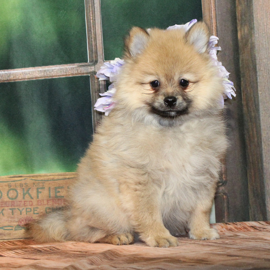 Pomeranian 9324 Boy