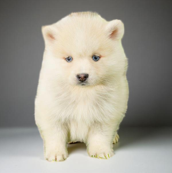 Pomsky 2597 Boy