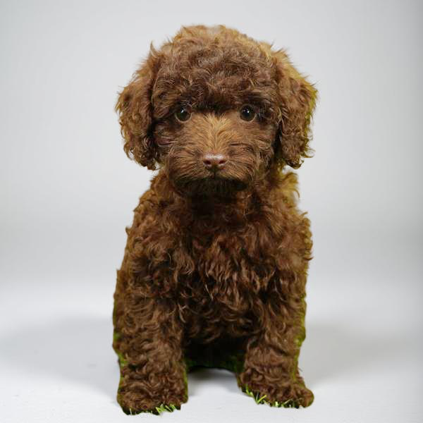 Poodle 0373 Girl