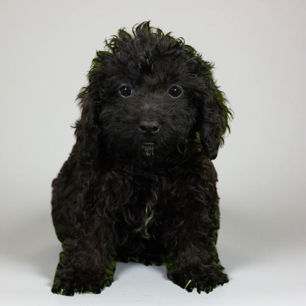 Poodle 1116 Girl