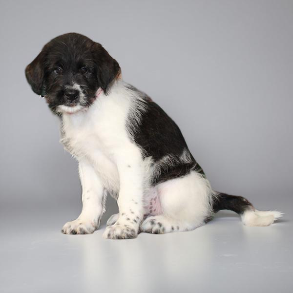 Poodle/Akita 2463 Boy