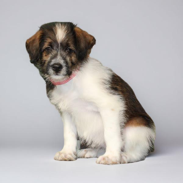 Poodle/Akita 2465 Girl