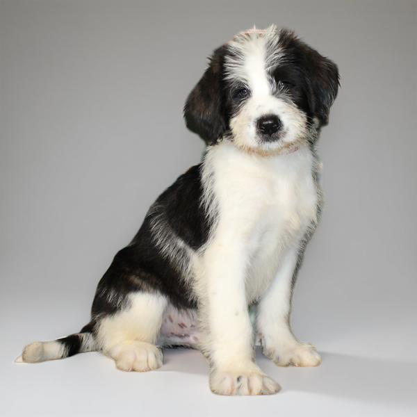 Poodle/Akita 2462 Boy