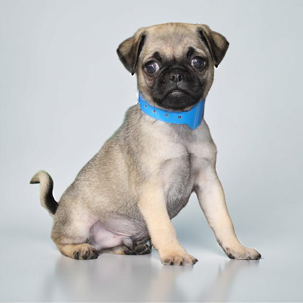 Pug 2119 Boy