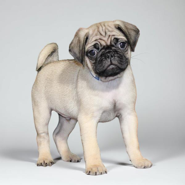 Pug 2272 Boy
