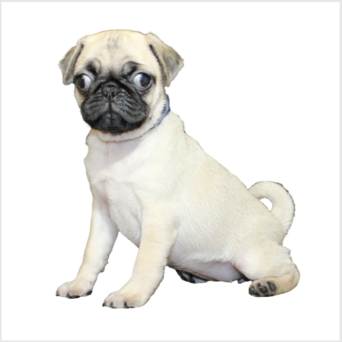 Pug 5171 Girl