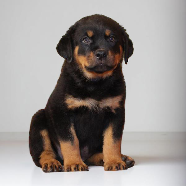 Rottweiler 2967 Boy
