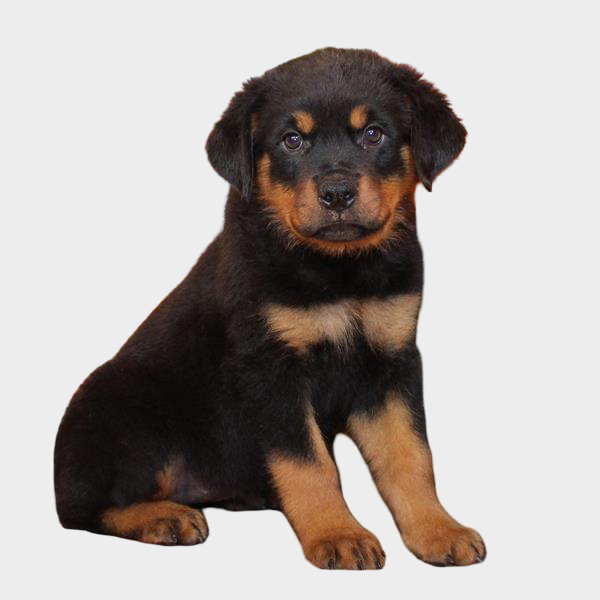 Rottweiler 2972 Girl