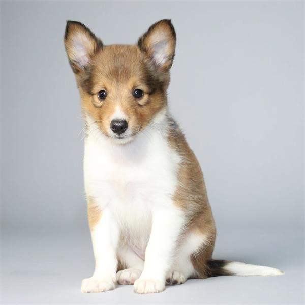 Sheltie 2242 Boy
