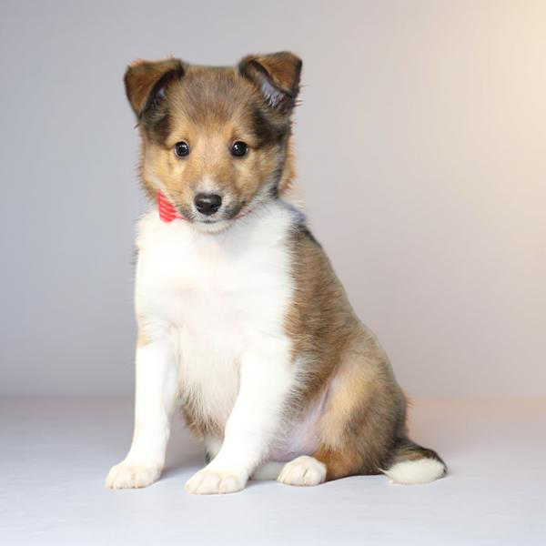 Sheltie 2244 Boy