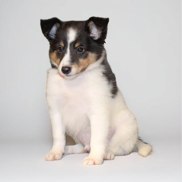Sheltie 2372 Boy