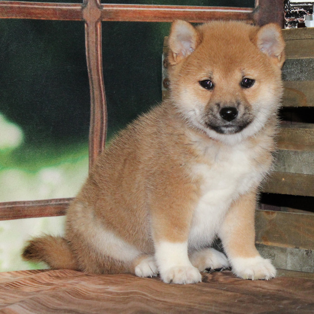 Shiba Inu 4517 Girl