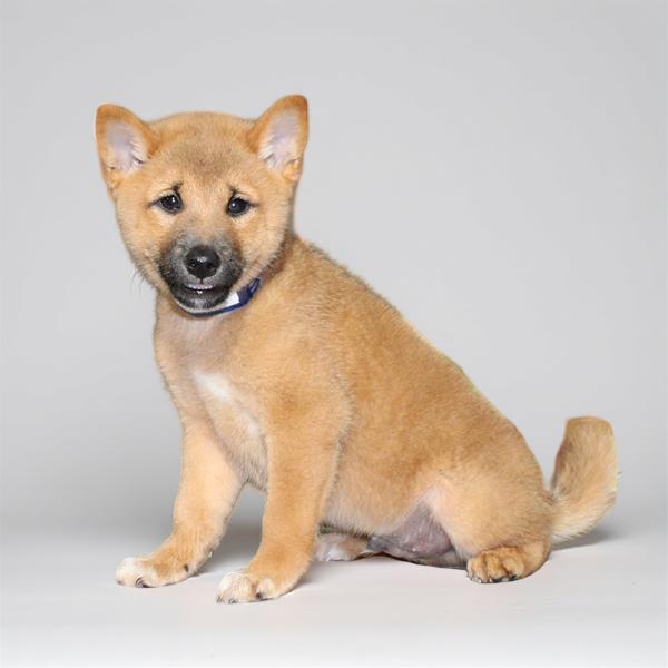Shiba Inu 5245 Boy