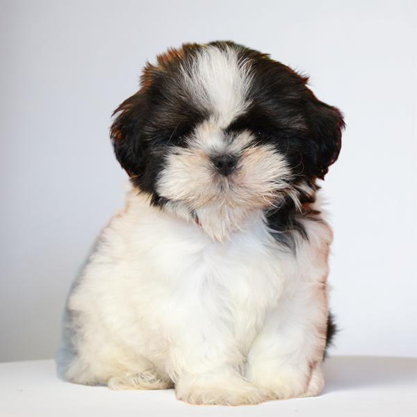 Shih Tzu 2903 Boy