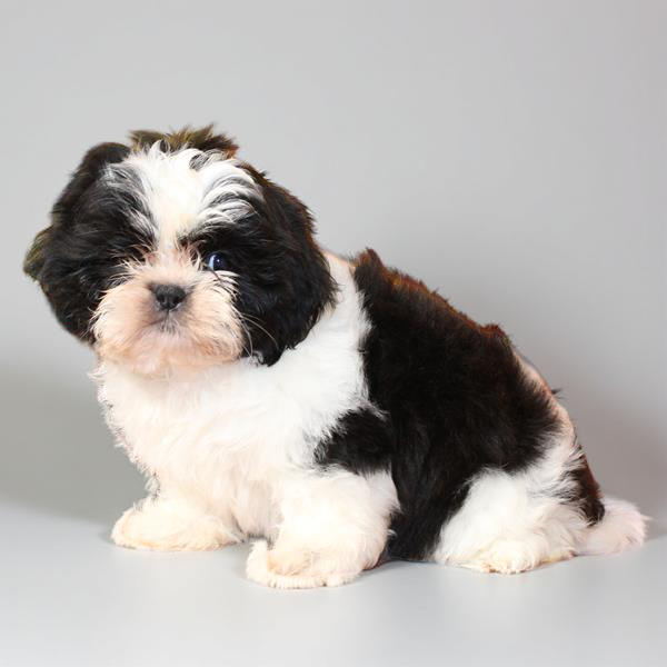 Shih Tzu 2960 Boy