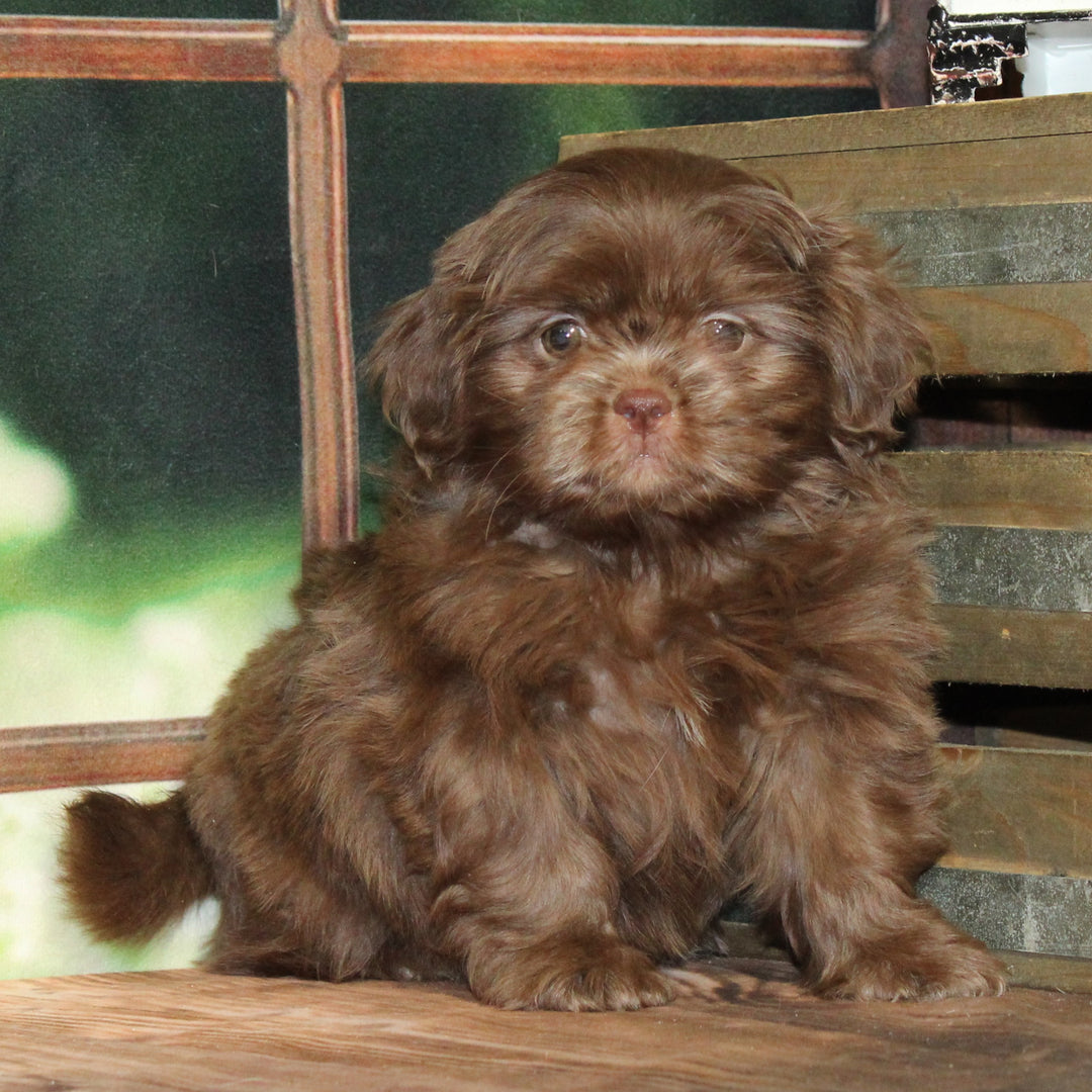 Shih Tzu 4462 Boy