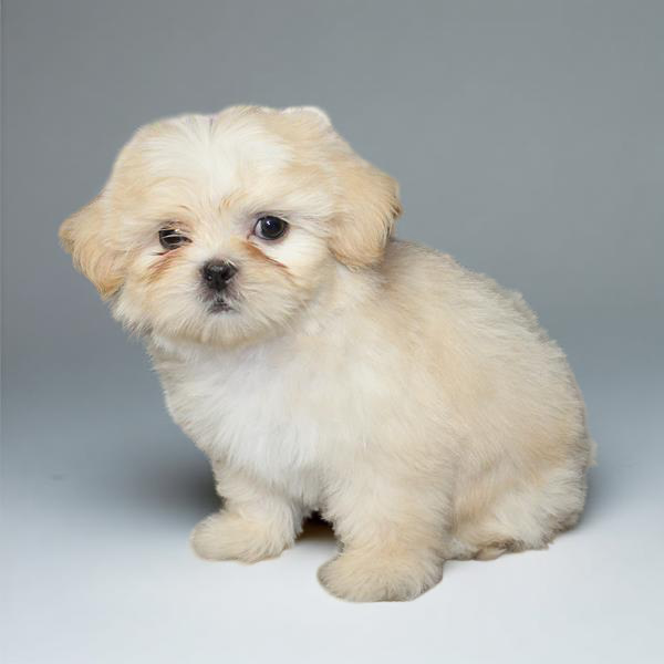 Shih Tzu 5287 Boy