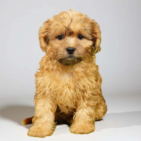 Shizapoo 3754 Boy