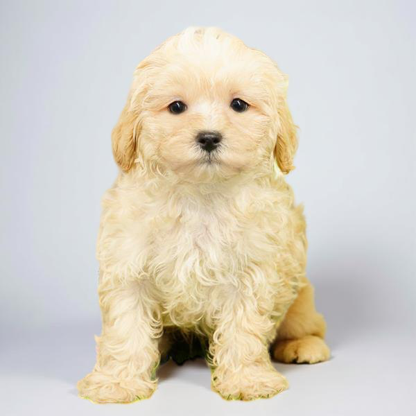 Shizapoo 4668 Boy