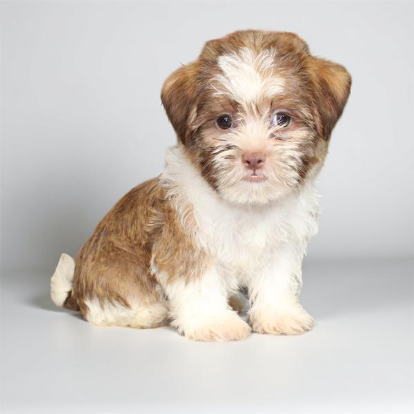 Shih Tzu/Shorkie 2599 Boy