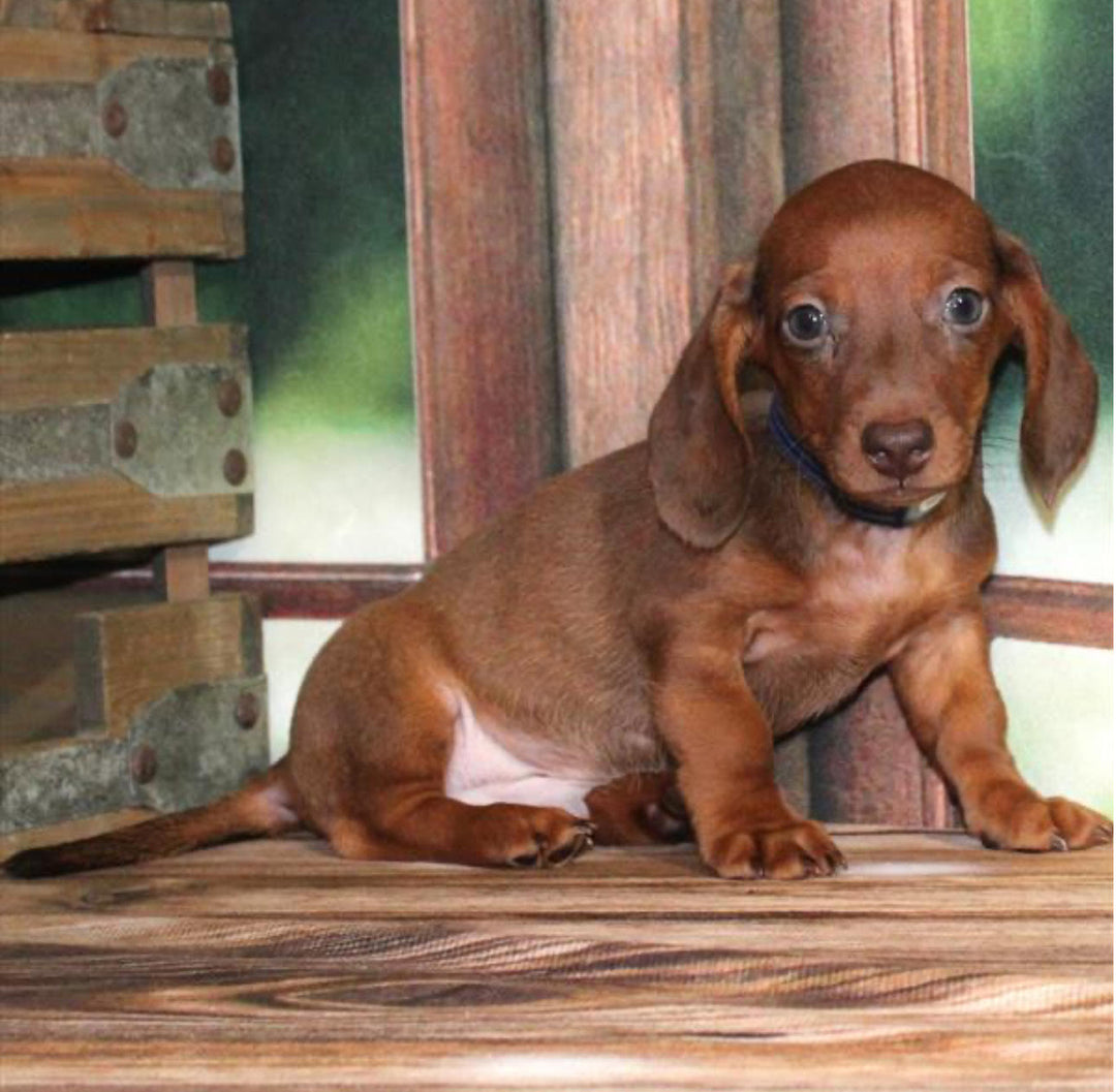 Dachshund 9236 Boy