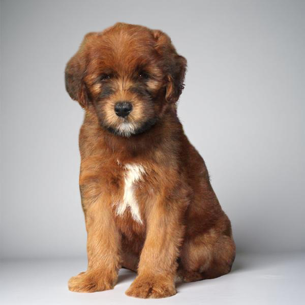 Whoodle 2203 Boy