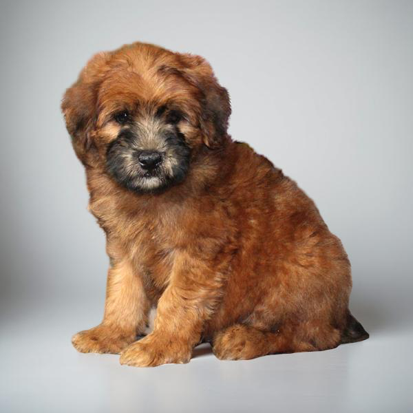 Whoodle 2213 Boy