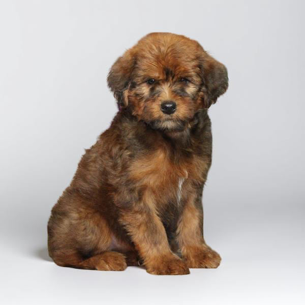 Whoodle 4744 Girl