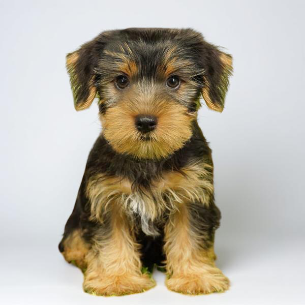 Yorkie 1610 Boy