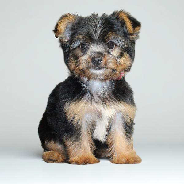 Yorkie 2310 Boy