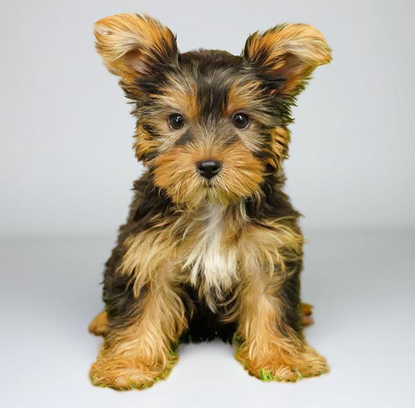 Yorkie 2854 Girl