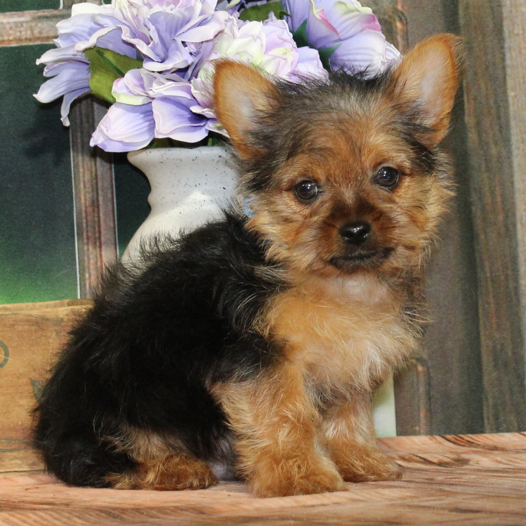 Yorkie 4428 Boy