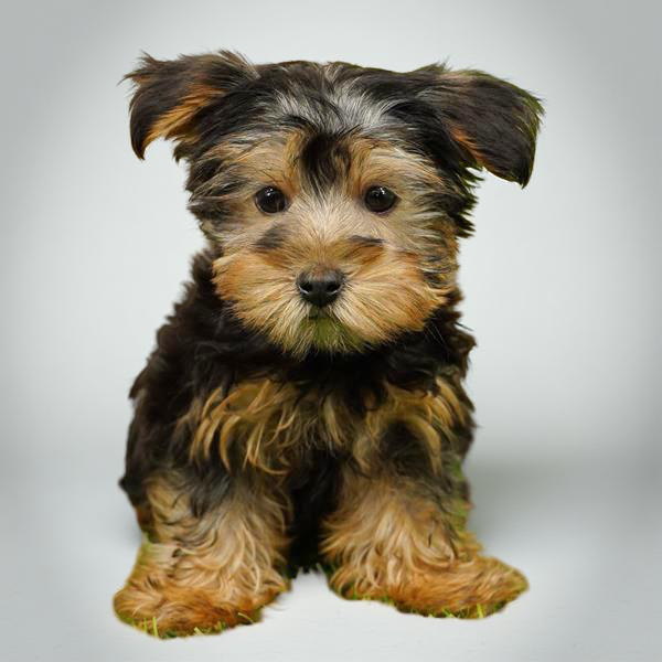 Yorkie 8315 Boy