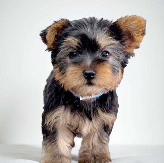 Yorkie 8316 Boy