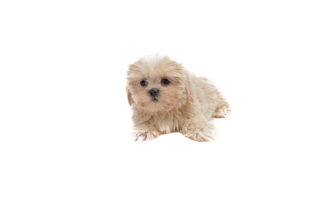 Shih Tzu 0772 Girl