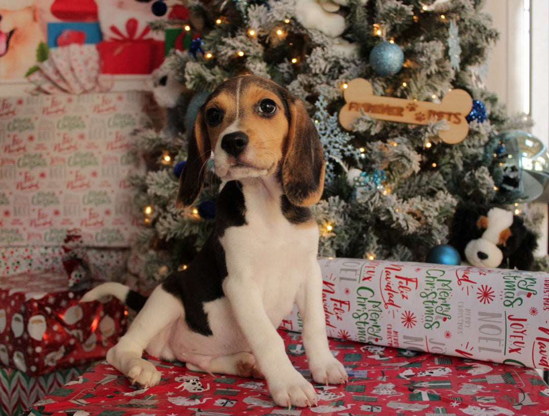 Beagle 9717 Boy