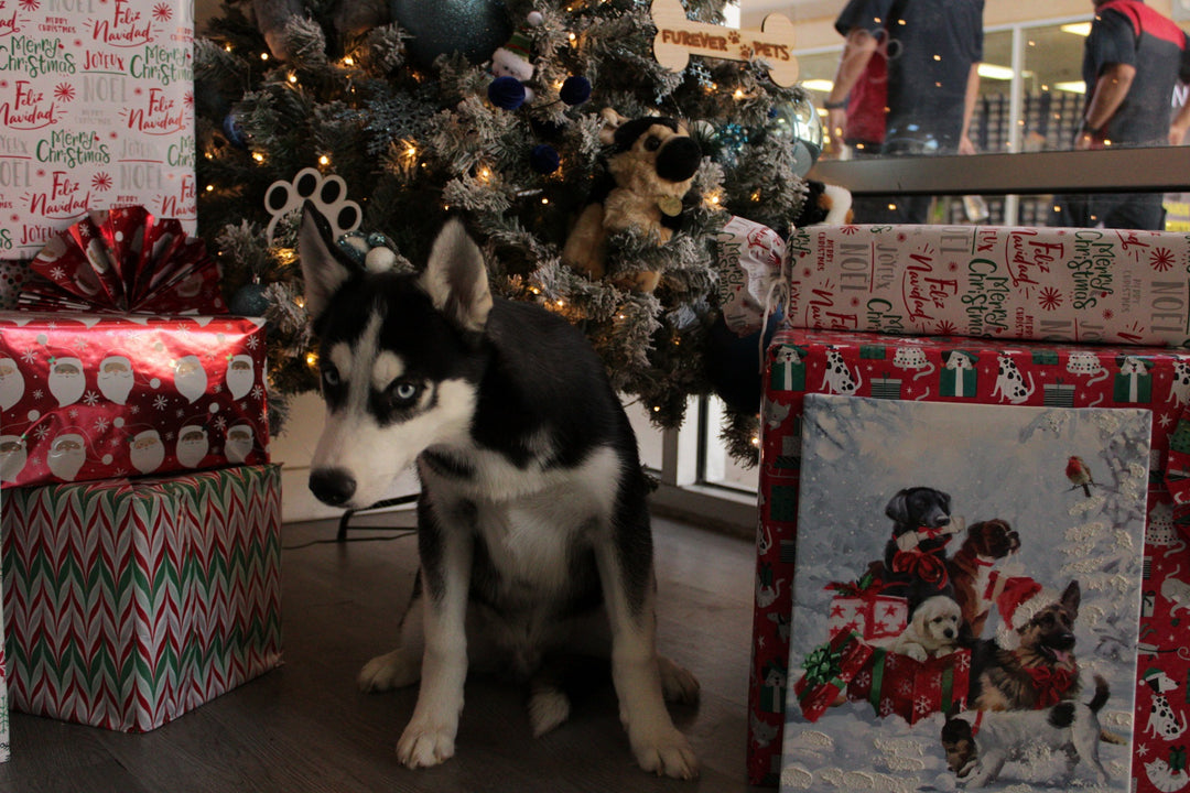 Siberian Husky 9551 Boy