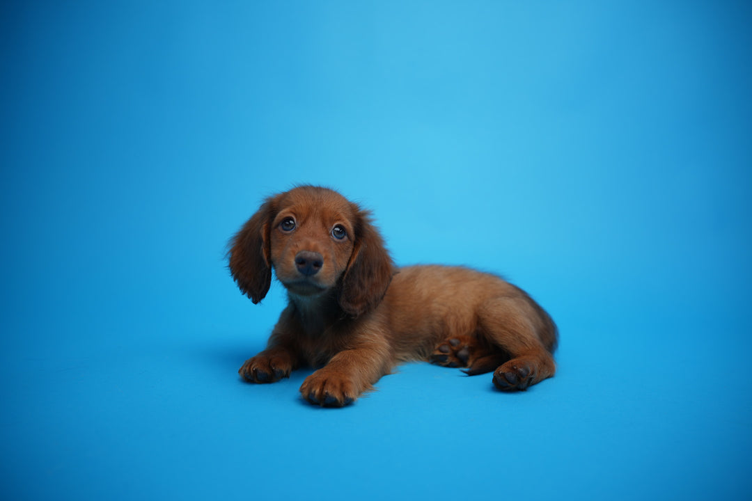 Dachshund 4266 Boy