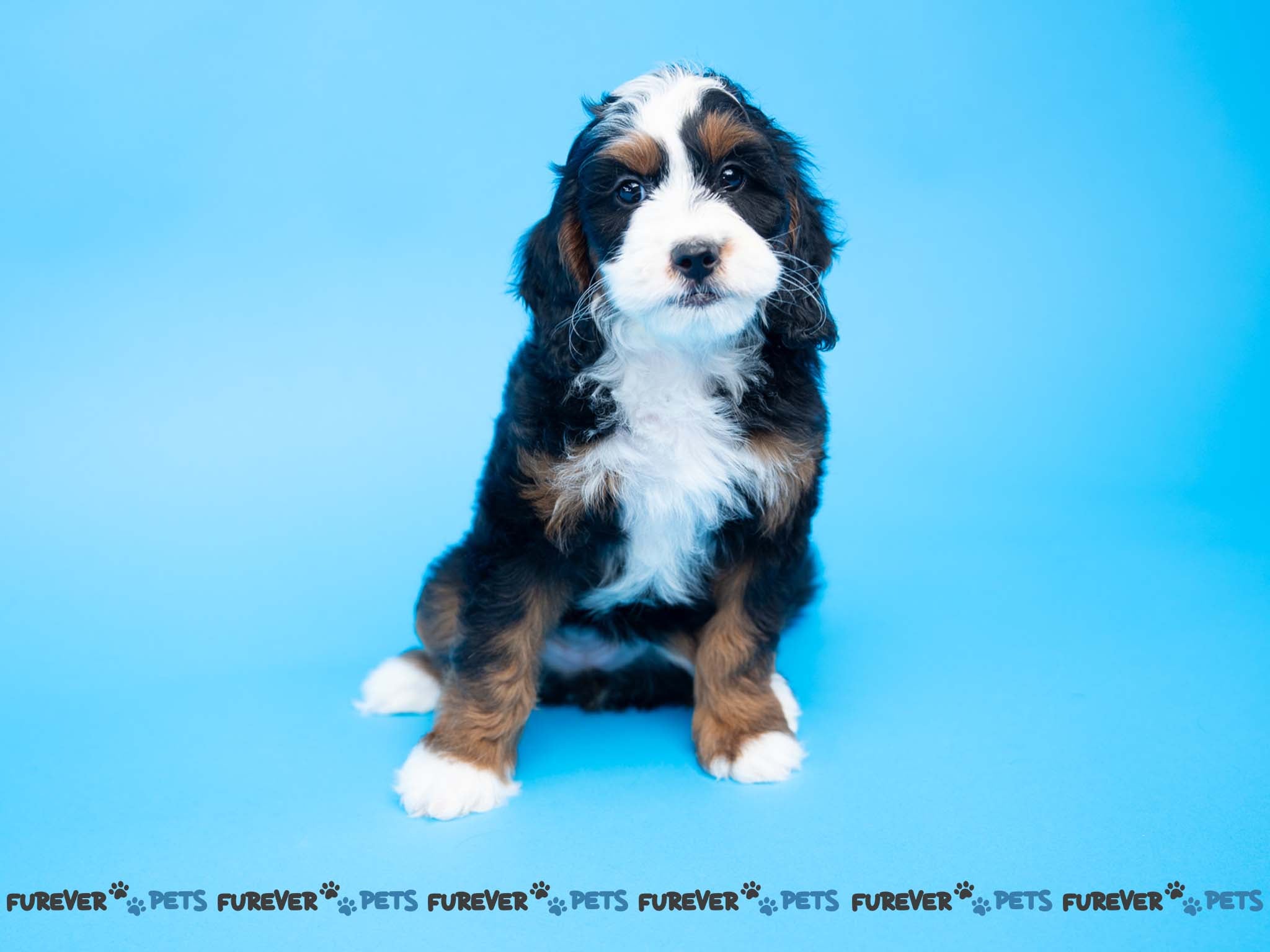 Bernese poodle orders mini