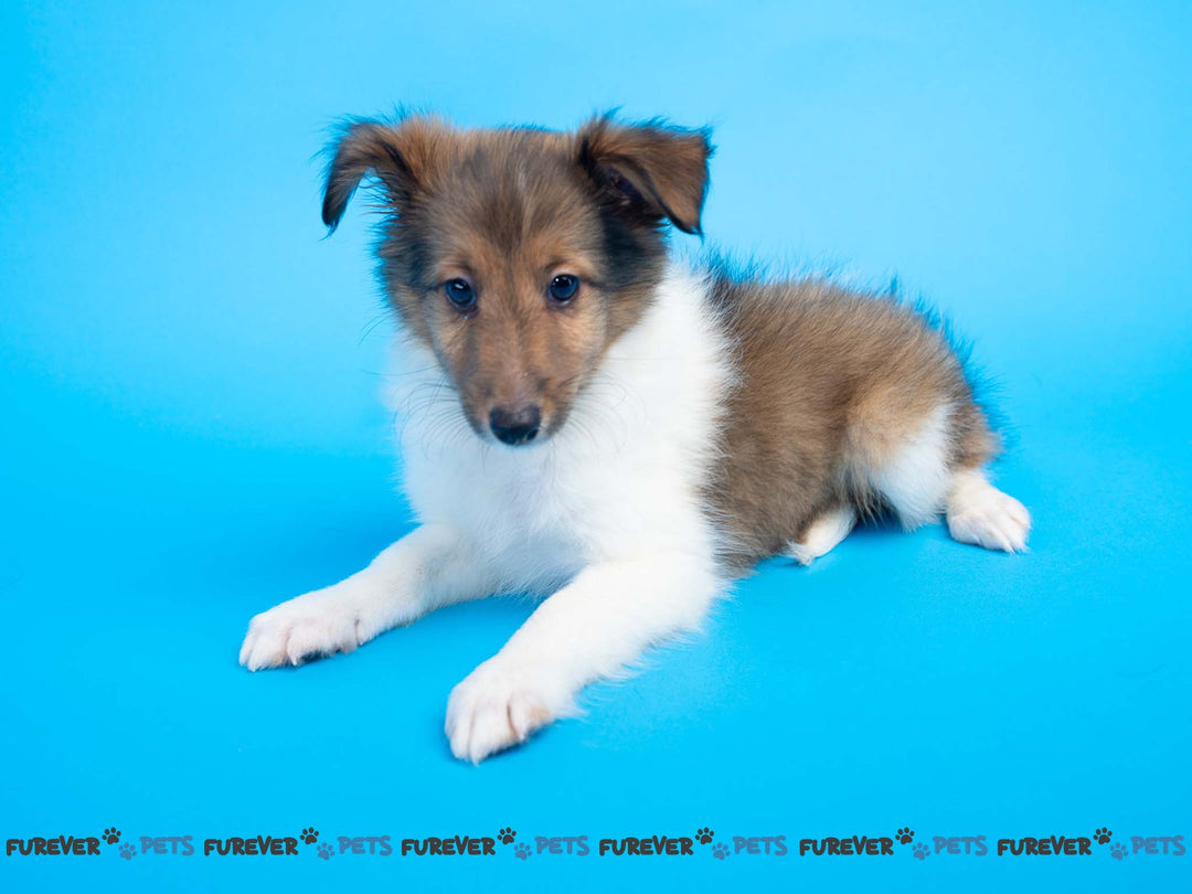 Sheltie 5329 Boy