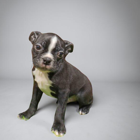 Boston Terrier 6043 Boy