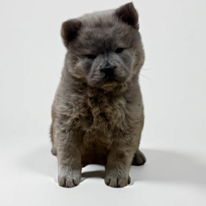 Chow Chow 6109 Girl